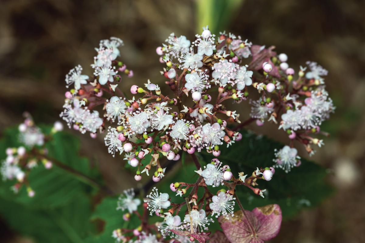 Cardiandra hydrangea