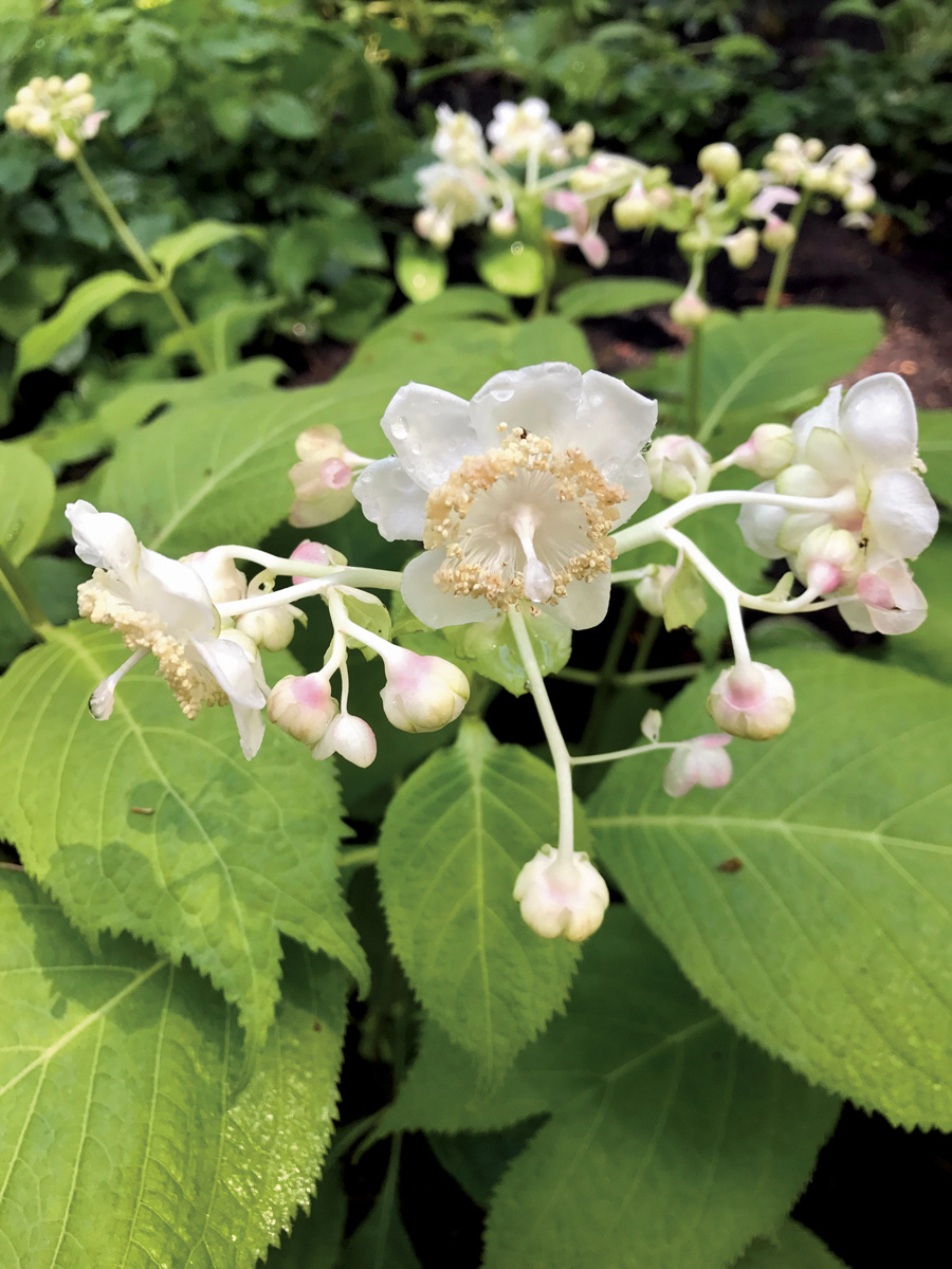 False hydrangea