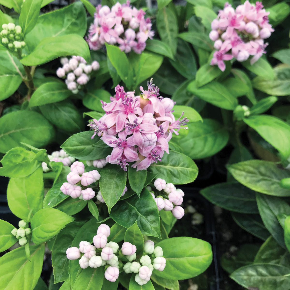 Chinese quinine