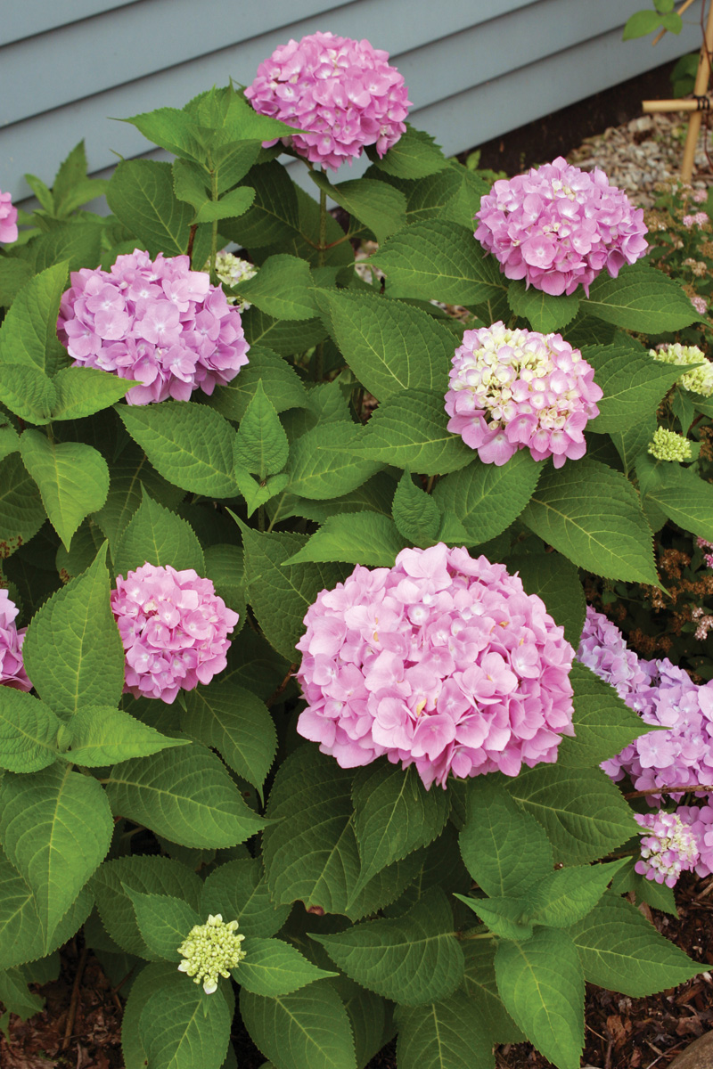 Endless Summer hydrangea