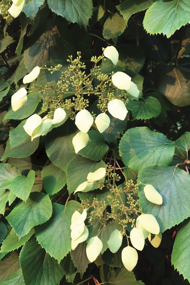 H. hydrangeoides, formerly Schizophragma hydrangeoides