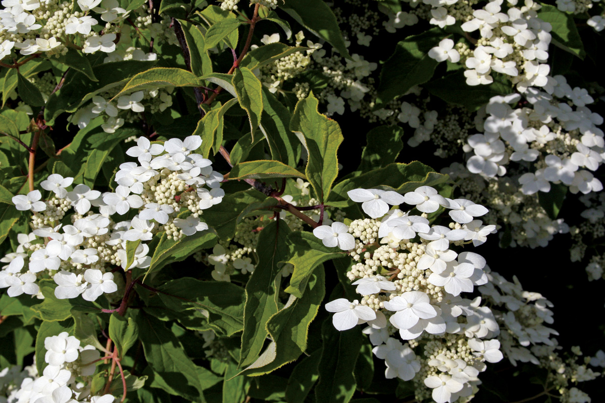 Lacecap hydrangea blossoms