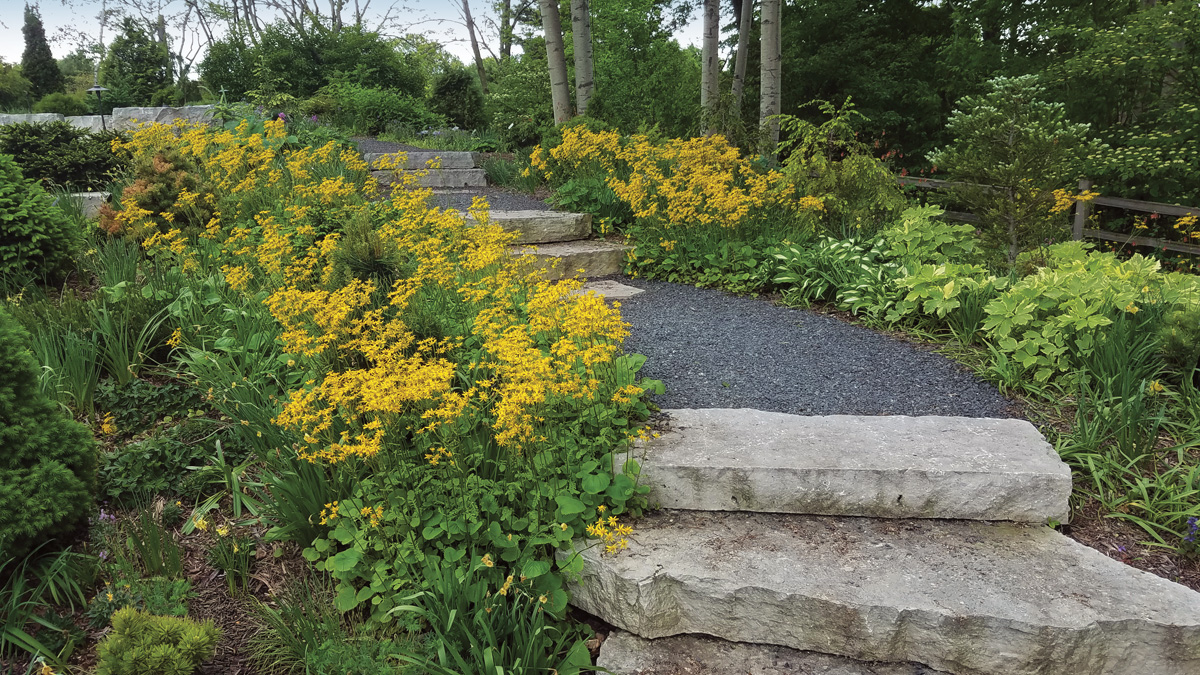 Golden ragwort