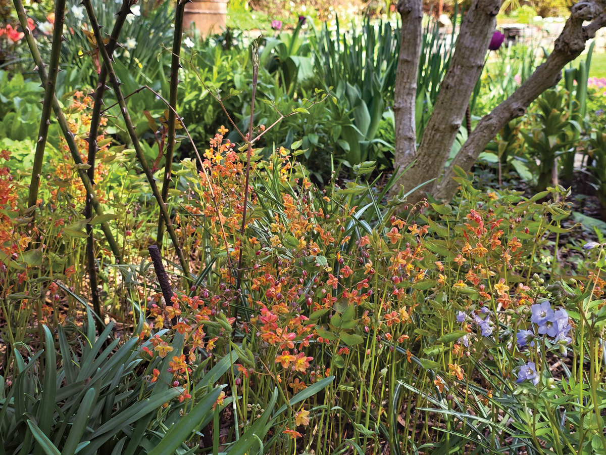 Warley's epimedium