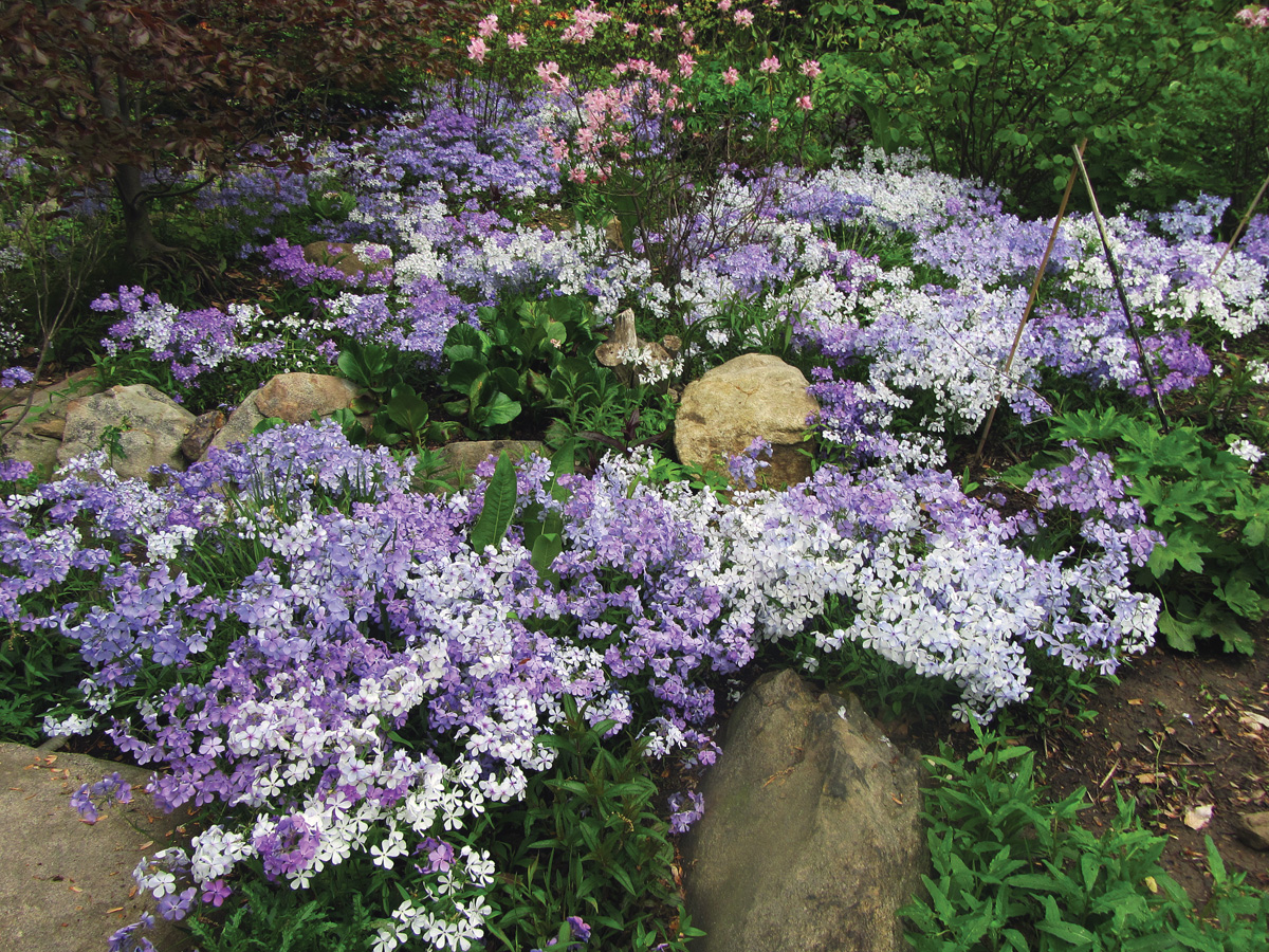 Woodland phlox
