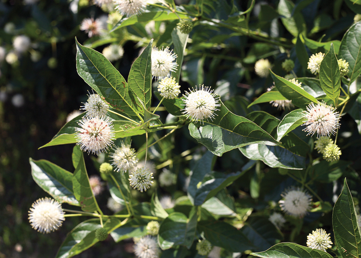 SugarShack buttonbush