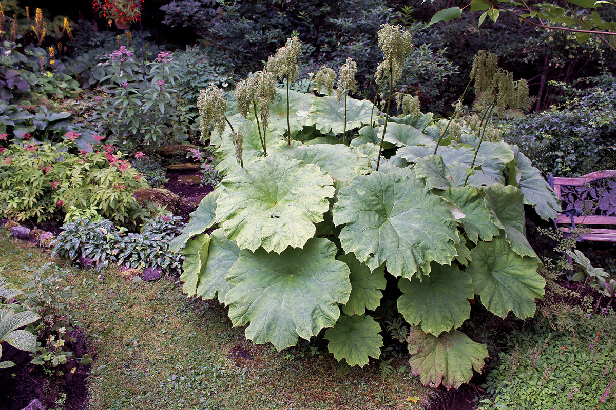 Astilboides