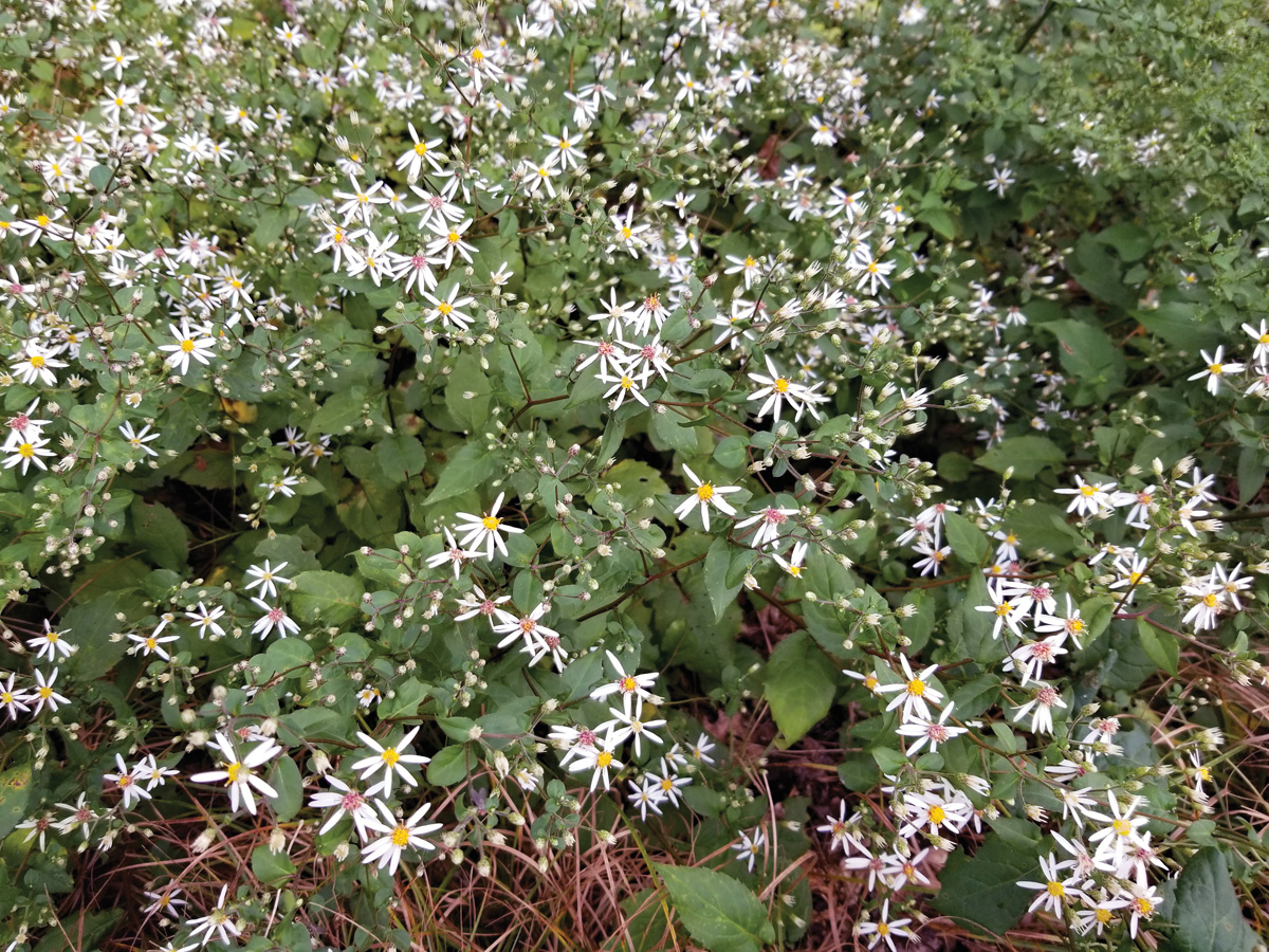 White wood aster