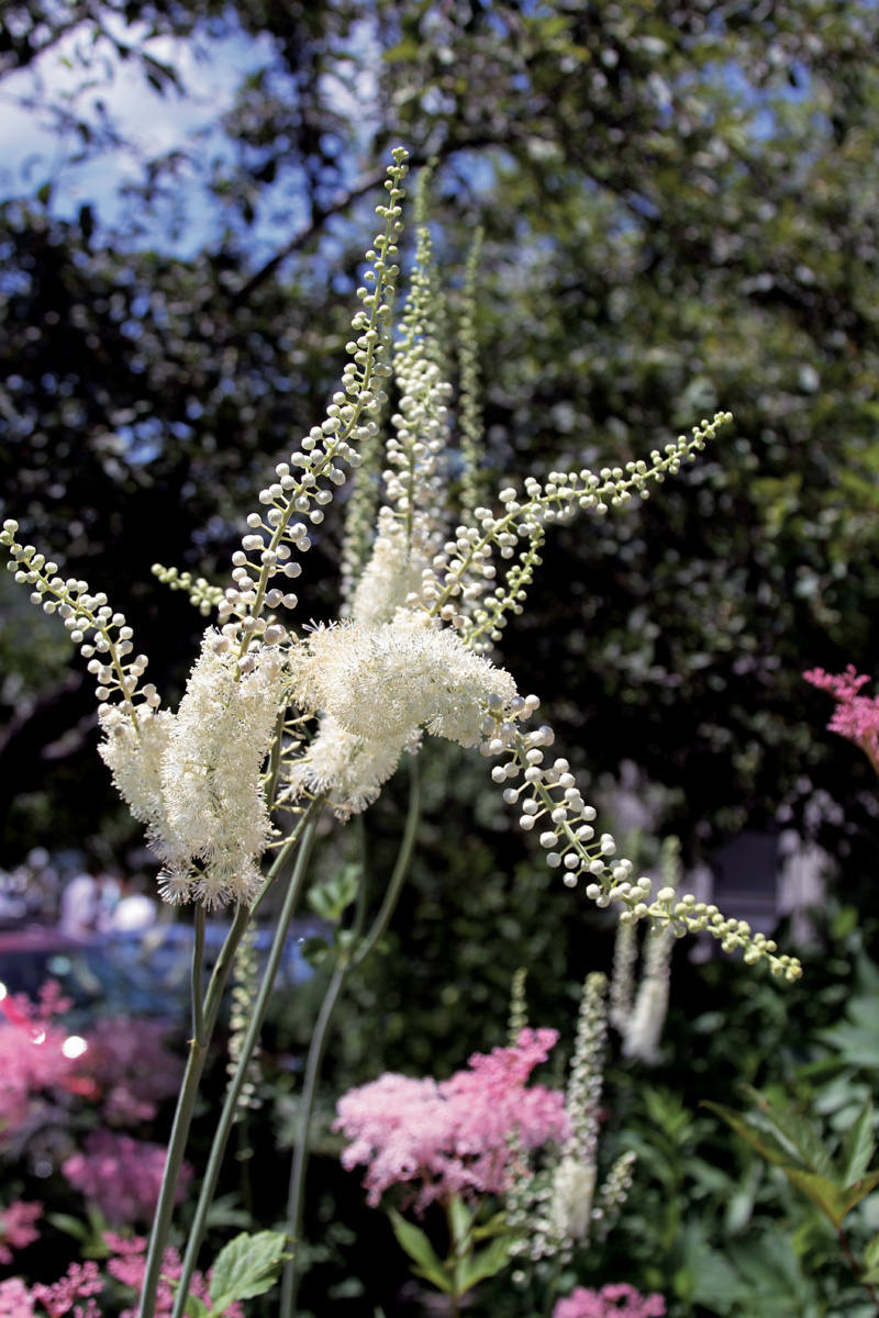 Black cohosh