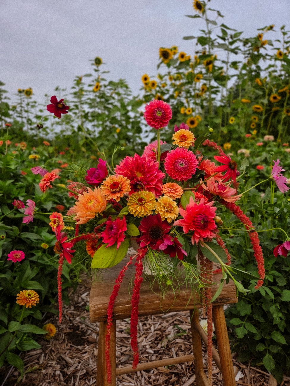 cut flowers, cutting garden, dahlias, amaranth, sunflowers