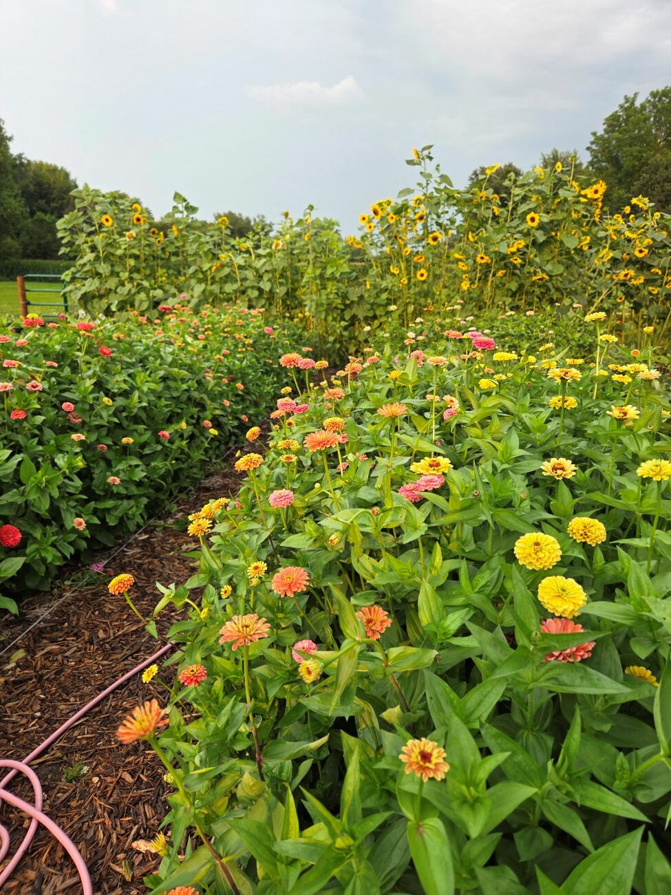 colorful zinnias, sunflowers, cut flower garden, Iowa