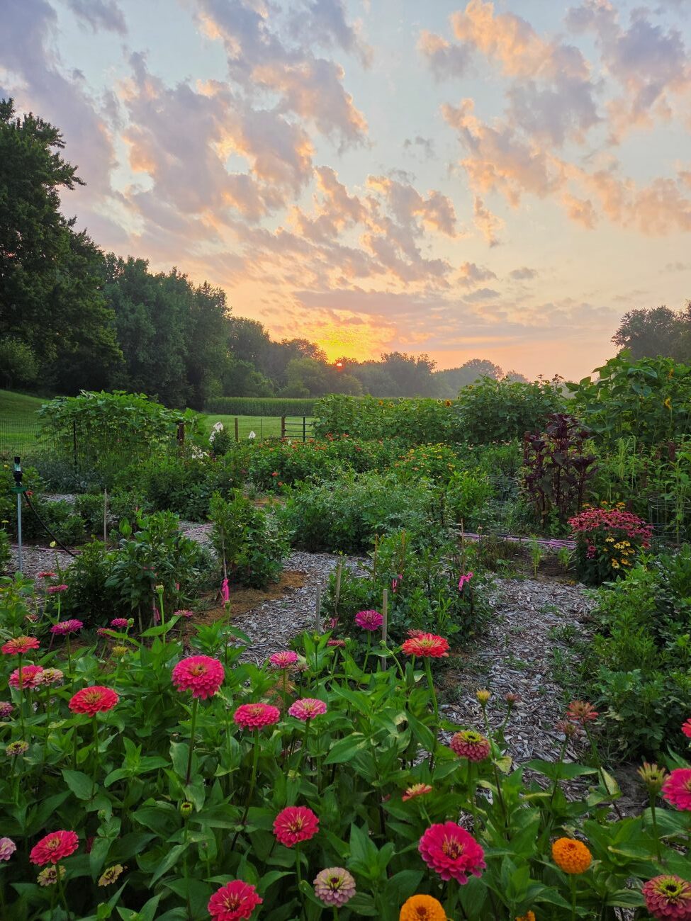 cut flower garden, early morning, flower rows, Iowa, zinnias, flower farm