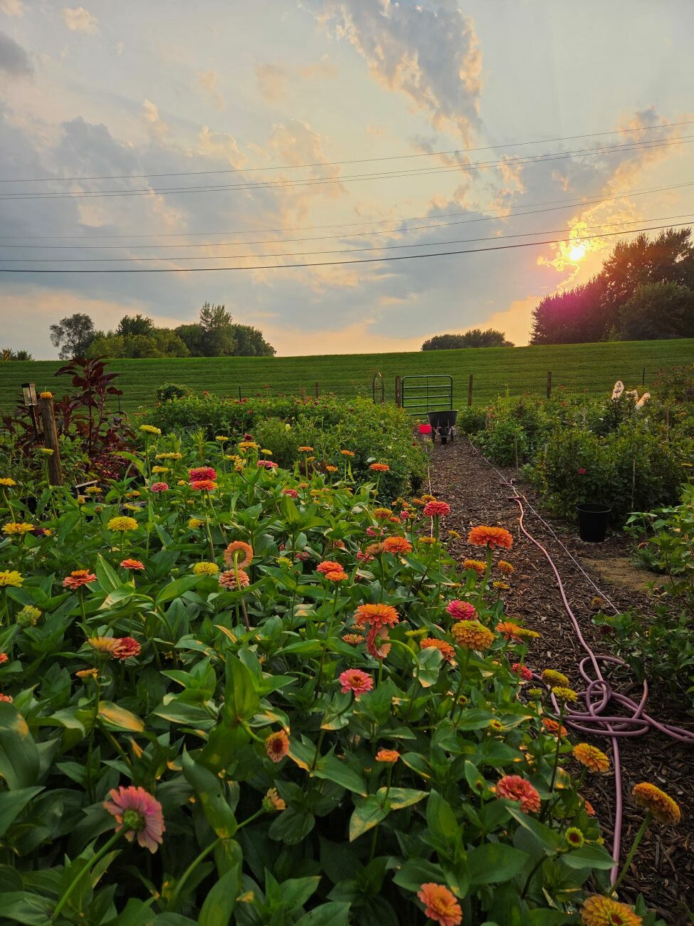 cut flower garden at sunset, flower rows, zinnias, Iowa farmland