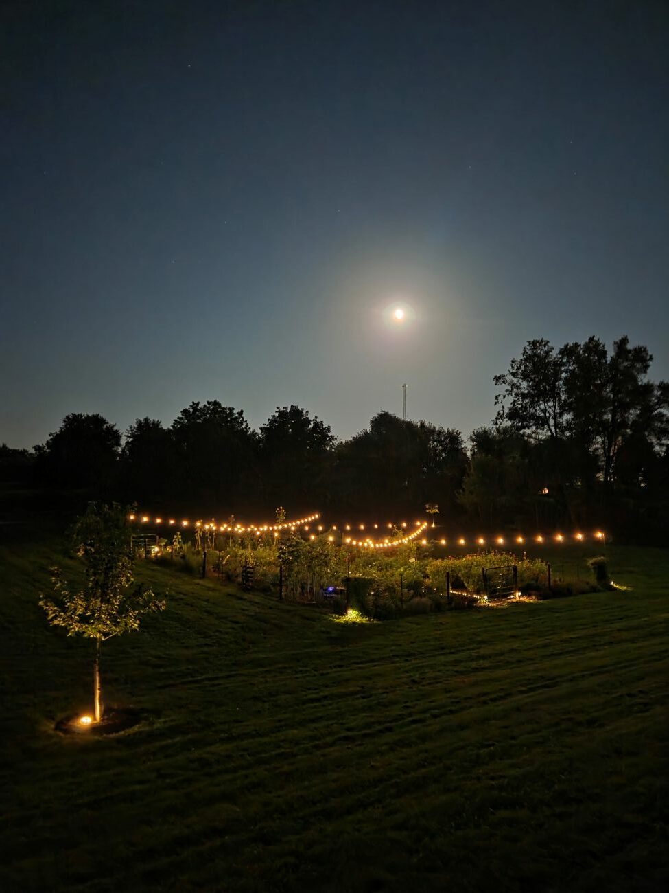 cut flower garden at night, string lights, moonlight, Iowa, garden lighting