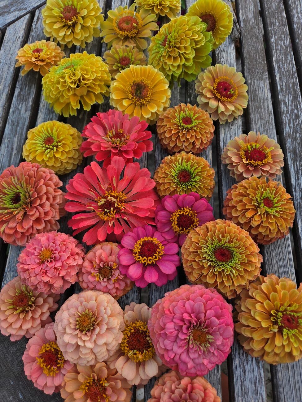 colorful zinnias, pink zinnias, orange zinnias, green zinnias, cut flowers