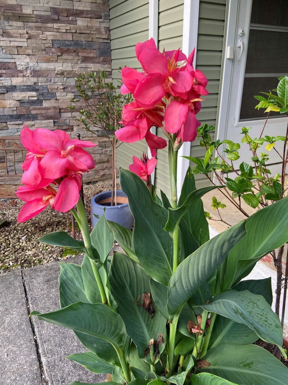 pink canna flowers, broad green foliage, Ohio garden