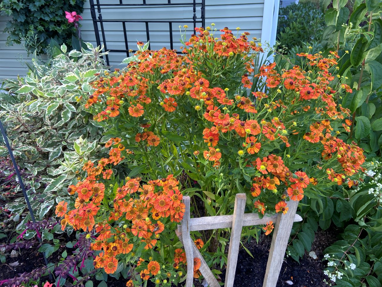 front garden, Ivory Halo dogwood, sneezeweed, seven-son flower