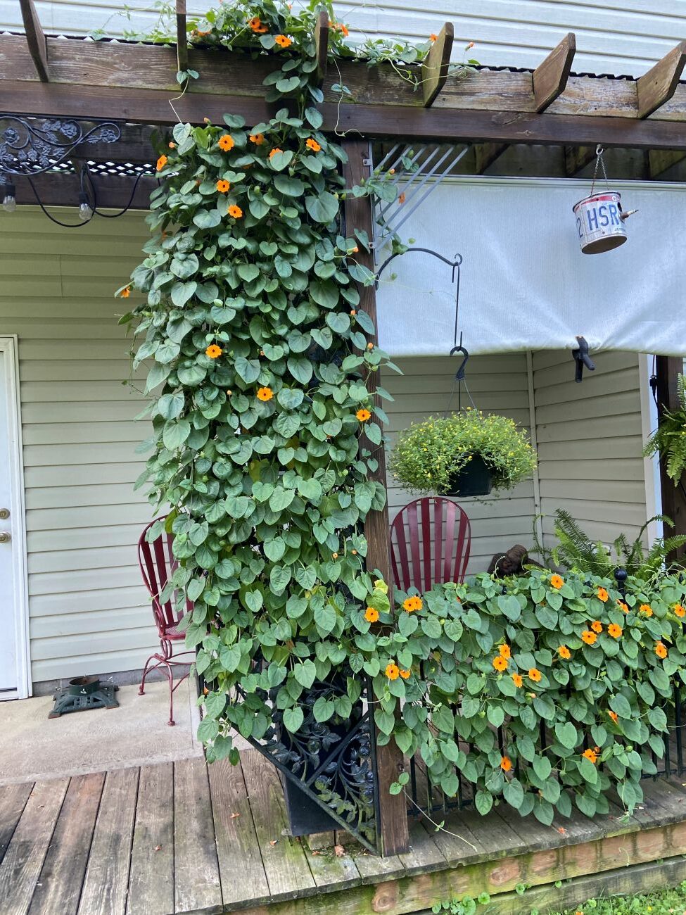 orange black-eyed Susan vine, flowering vine, porch garden, Ohio