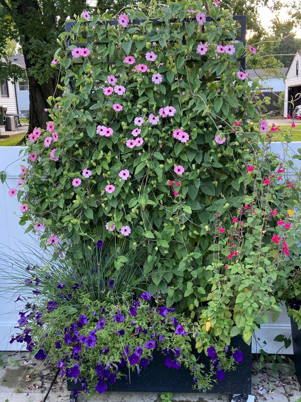 pink black-eyed Susan vine, purple petunias, salvia, driveway planter