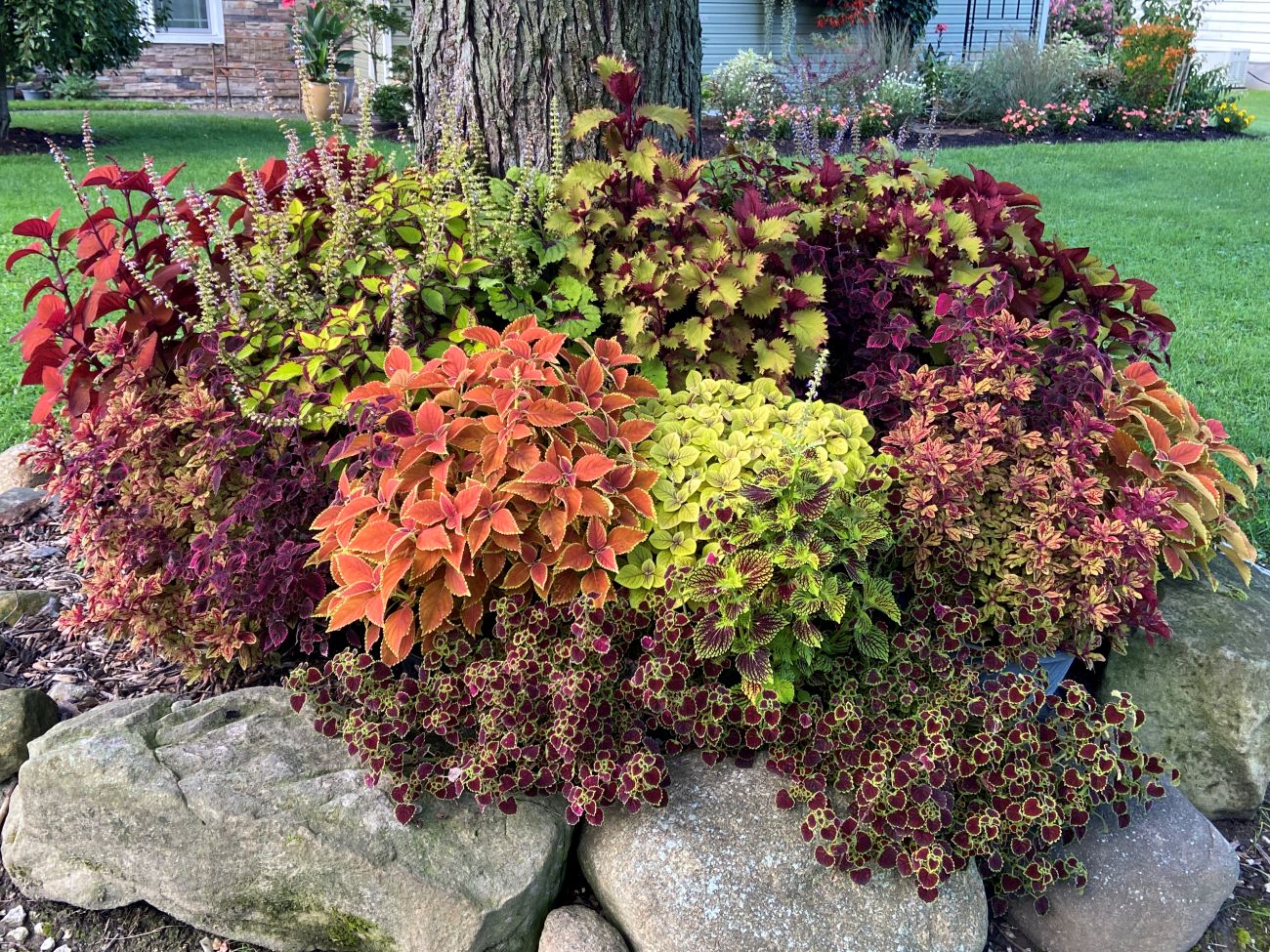 colorful coleus containers, maple tree, shade garden, Ohio