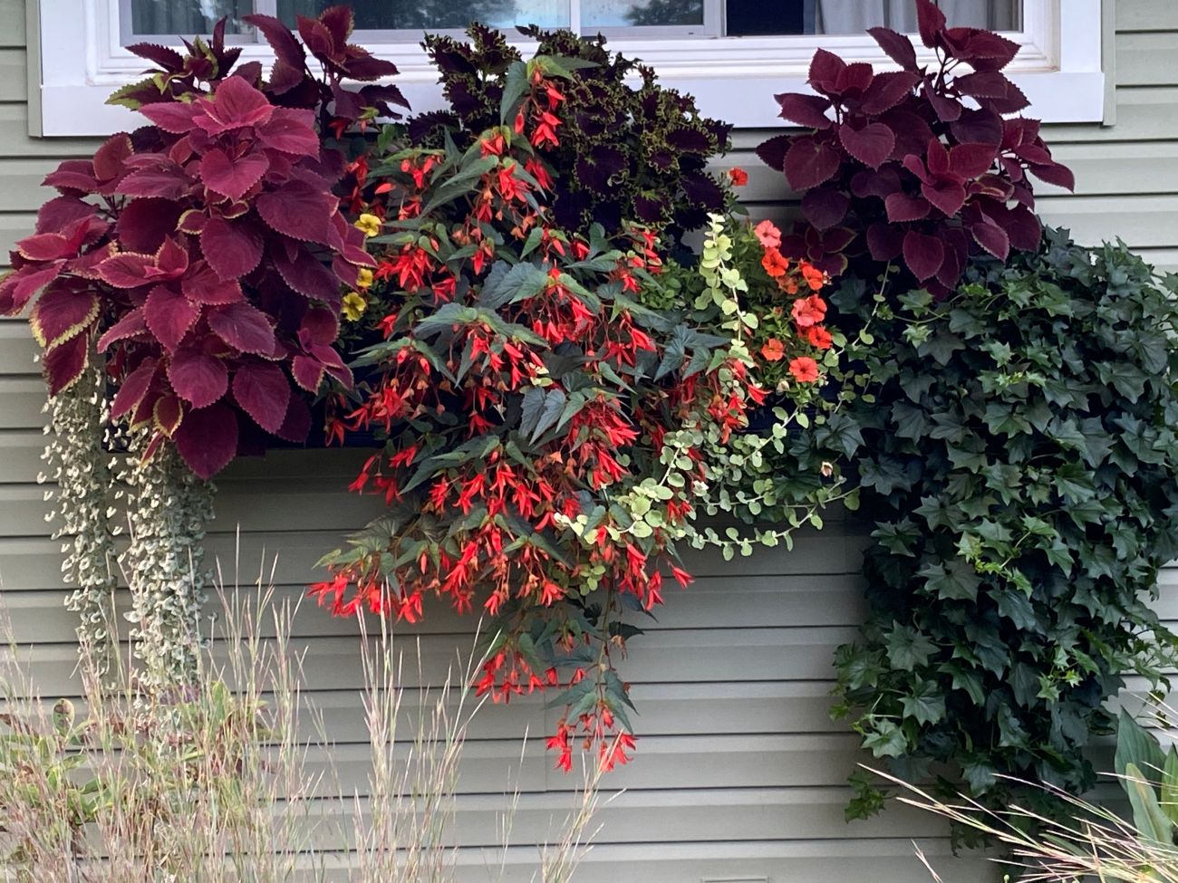 window box, coleus, trailing begonia, silver dichondra, petunias