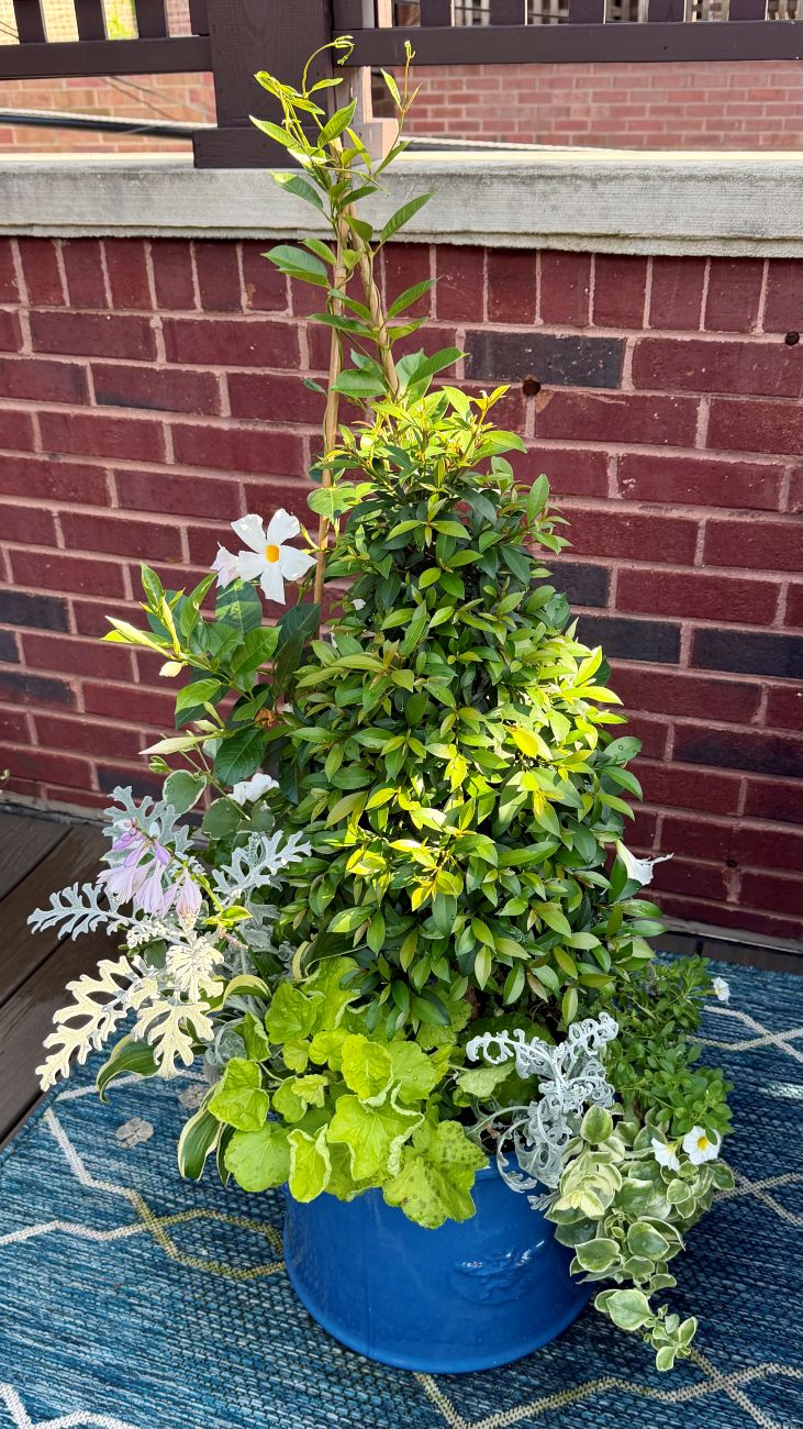 blue ceramic container, white flowers, silver foliage, trailing plants