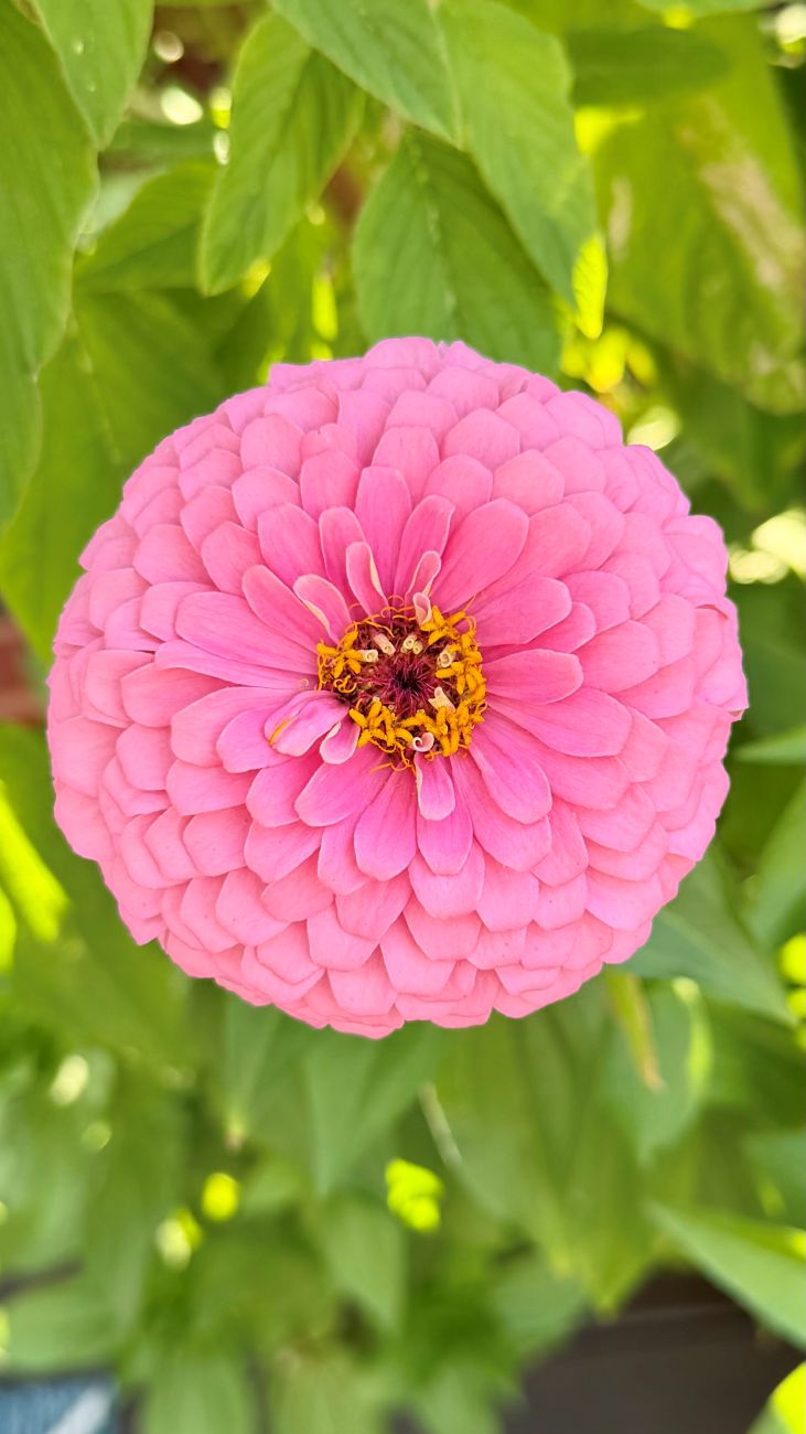 pink zinnia bloom, close-up, summer annual flower
