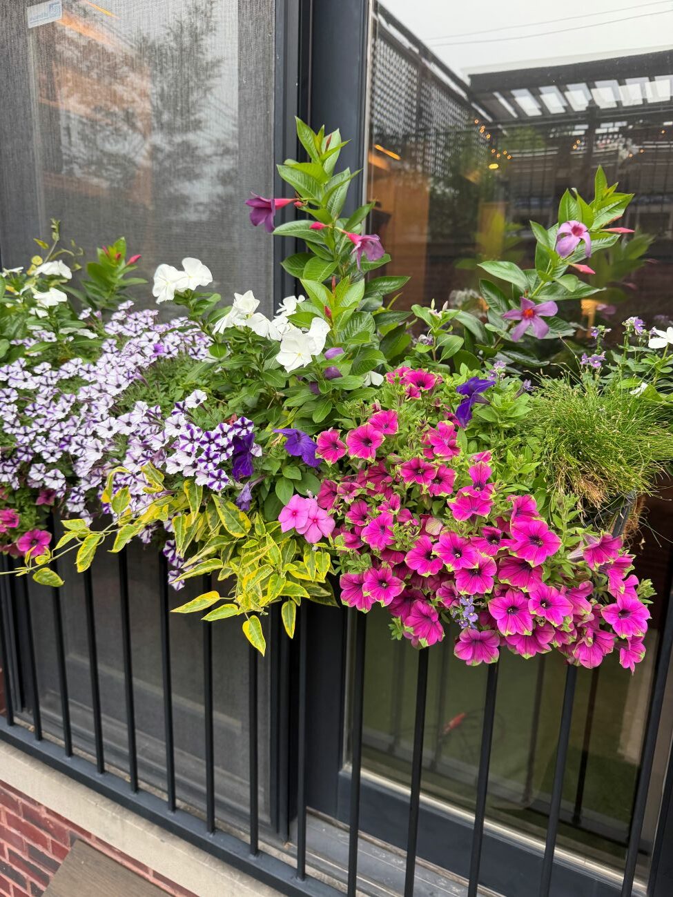 window box, pink flowers, purple petunias, trailing foliage, Chicago balcony
