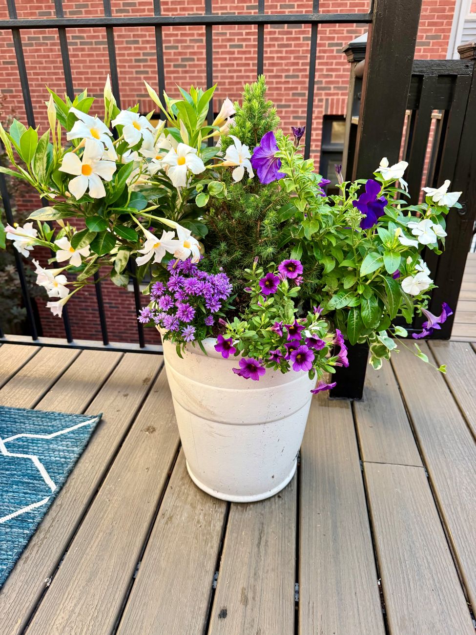 white container, white flowers, purple petunias, evergreen foliage