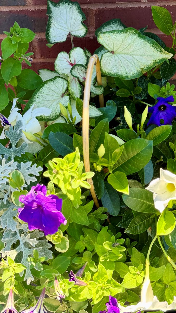 caladium foliage, purple petunias, white flowers, mixed summer container