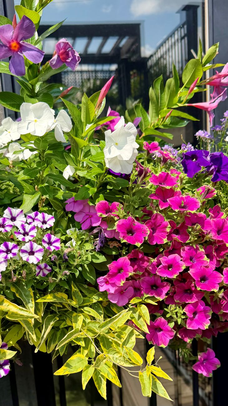 overflowing container garden, pink petunias, white flowers, variegated foliage