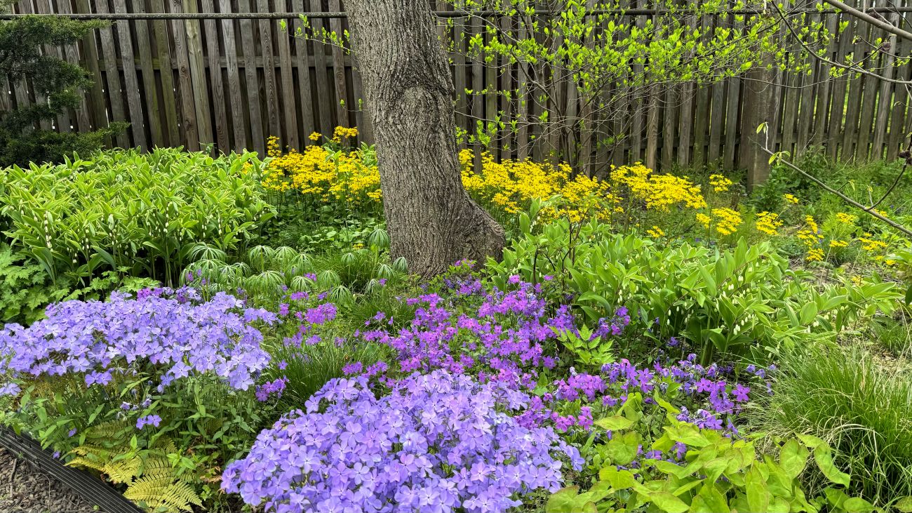 spring woodland garden, woodland phlox, Solomon’s seal, golden ragwort