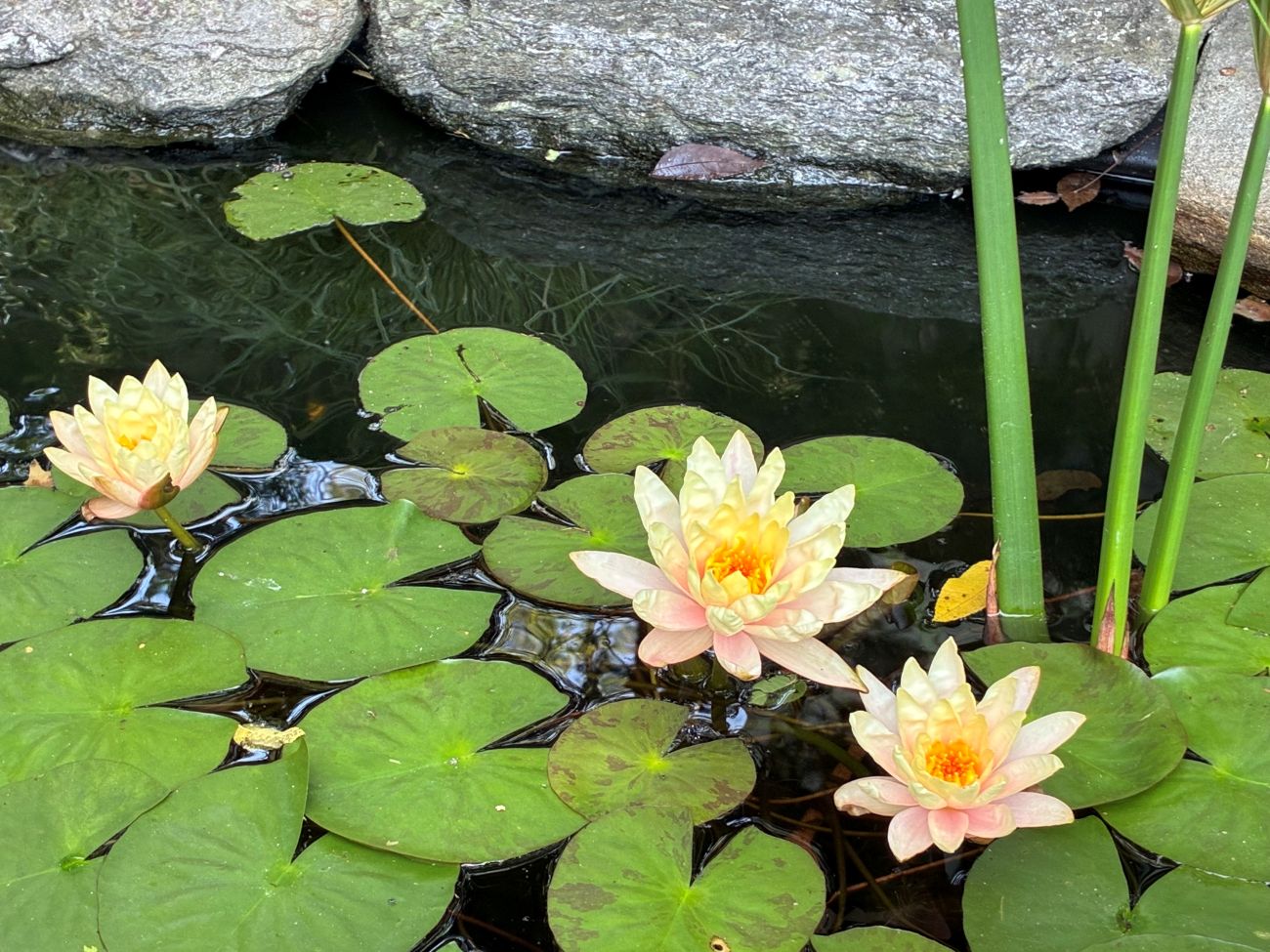 garden pond, hardy water lilies, rock edging, wildlife water source