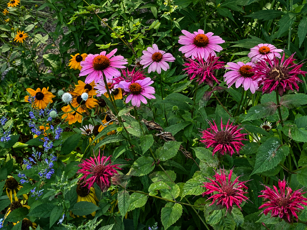 pollinator garden, coneflowers, bee balm, downy skullcap, black-eyed Susans