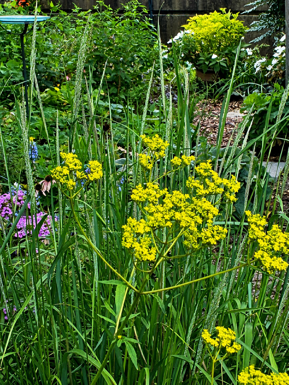 golden valerian, Korean feather reed grass, late-summer garden