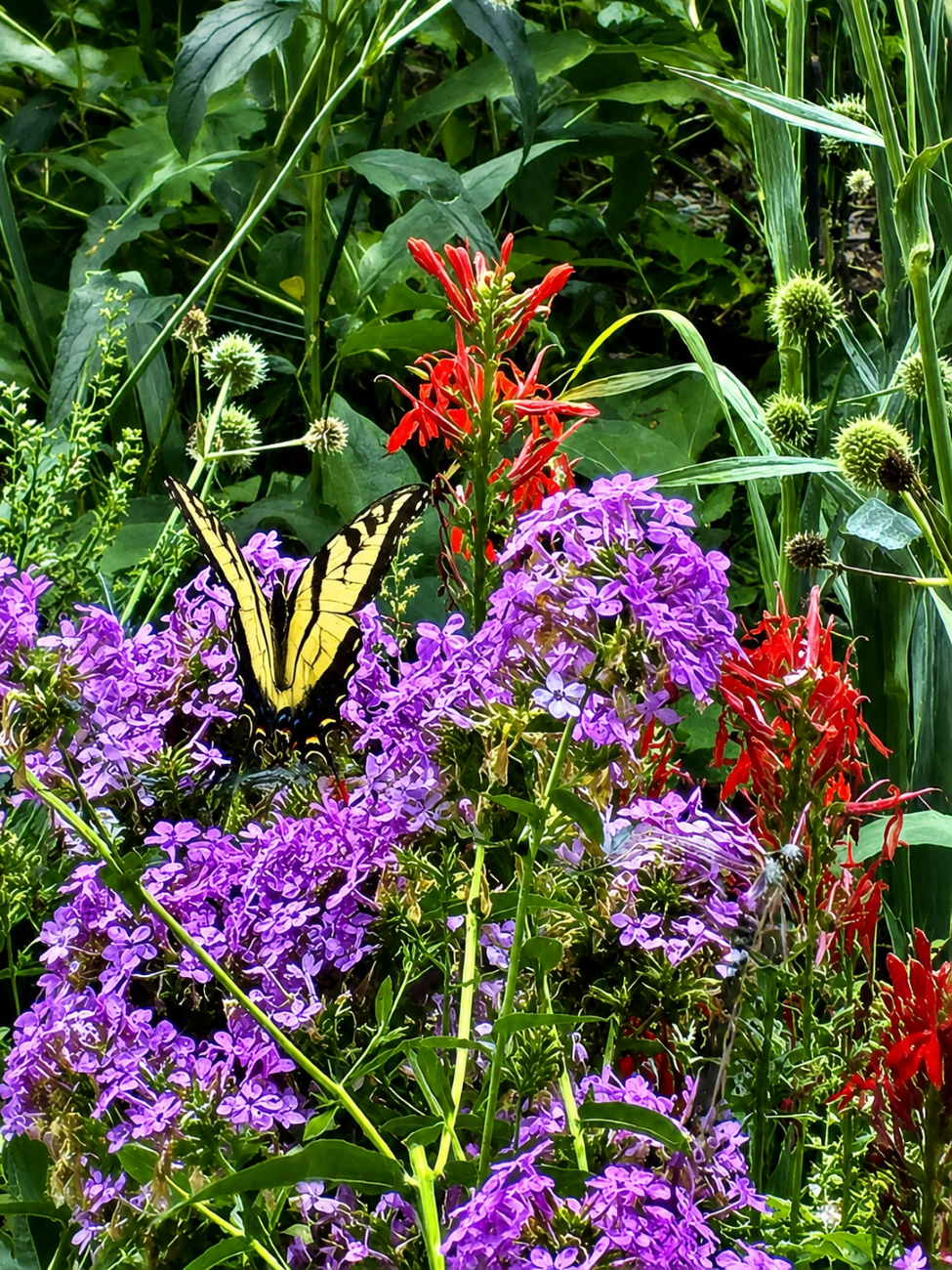 eastern tiger swallowtail, Jeana garden phlox, pollinator garden