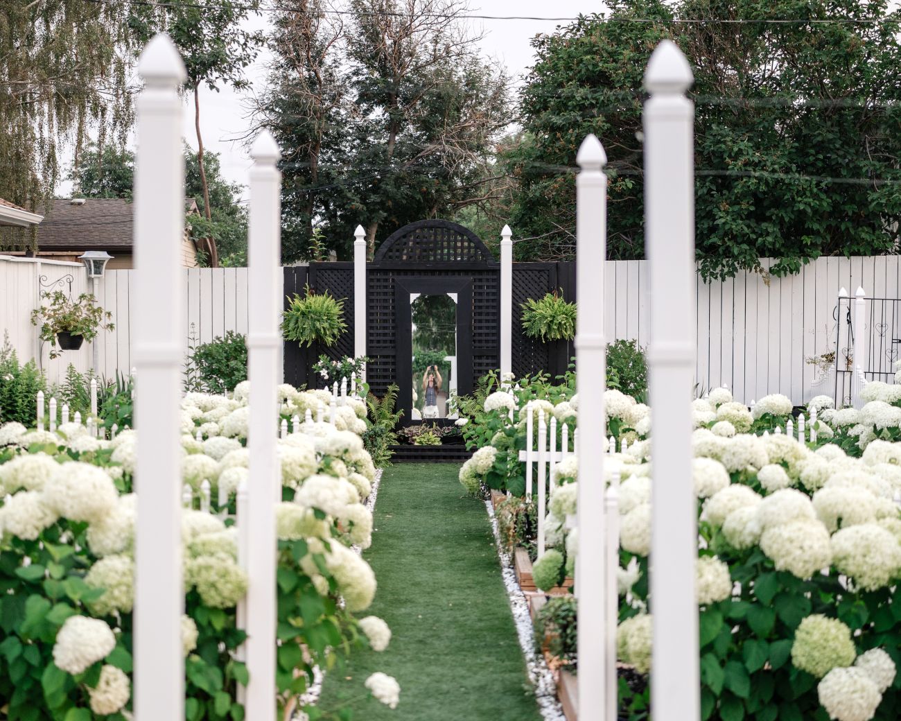‘Annabelle’ hydrangea aisle, green path, white picket fencing, black garden screen