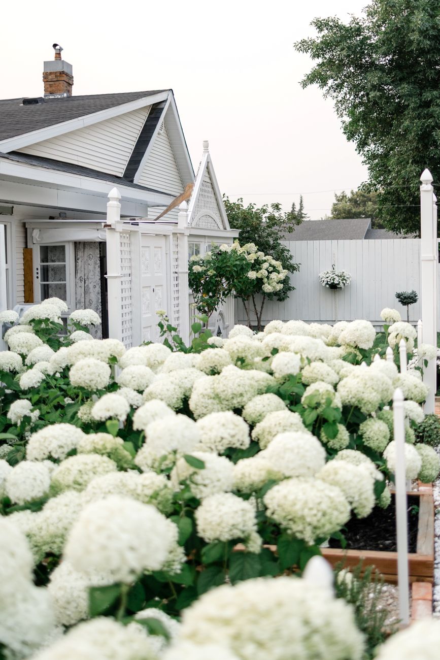 mass planting of white hydrangeas, raised garden beds, white picket fencing