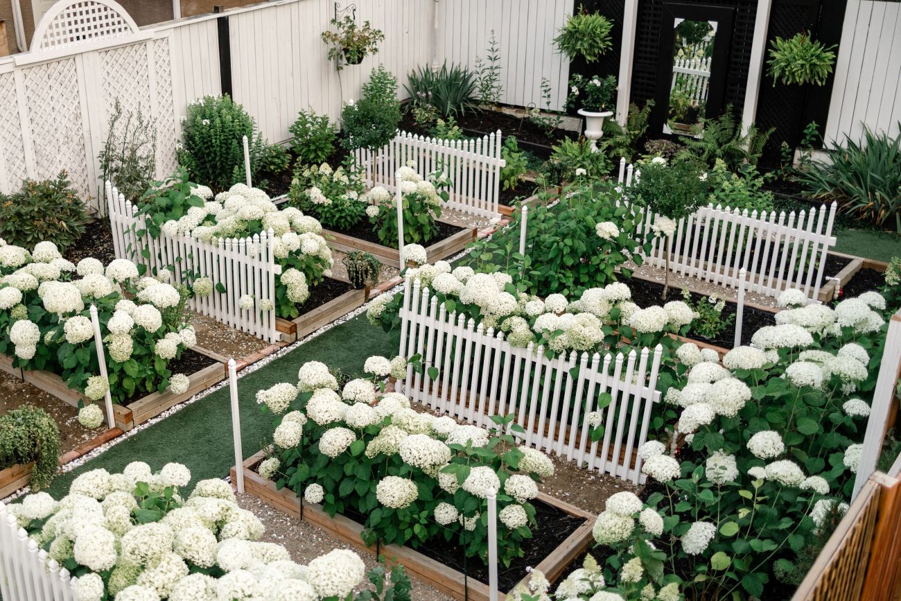 overhead view of hydrangea beds, white garden fencing, green paths
