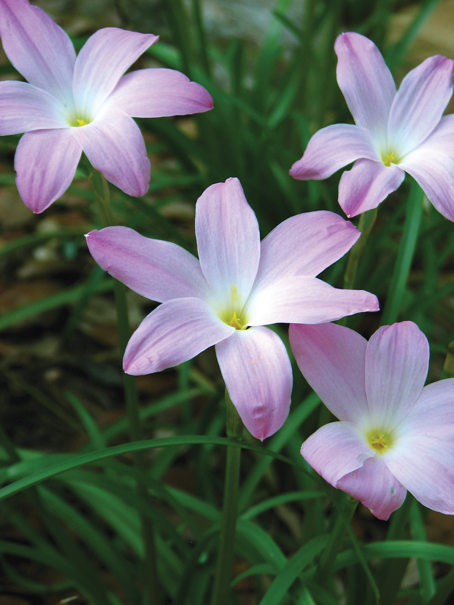Labuffarosa rain lilies