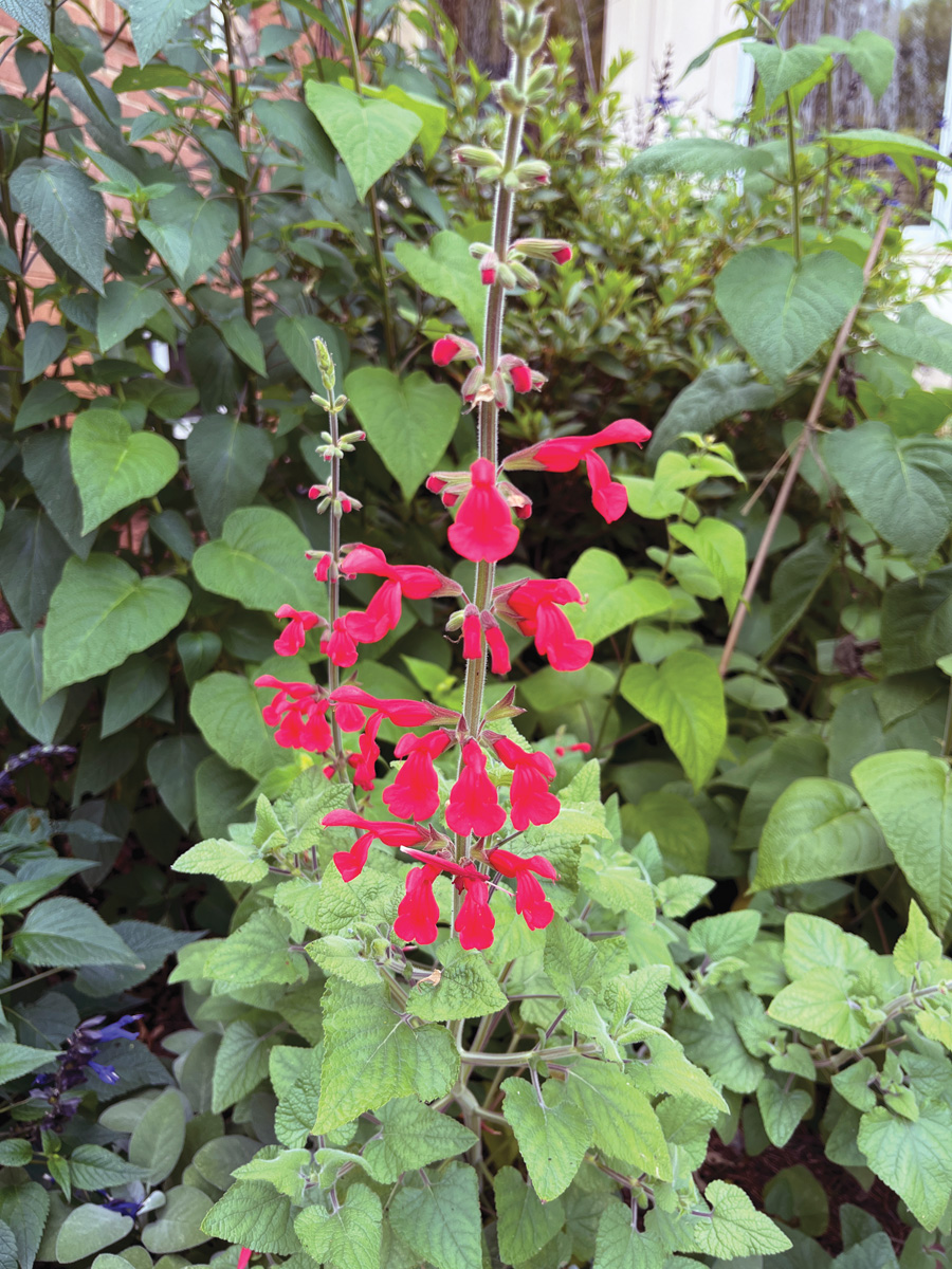 Darcy’s Mexican sage
