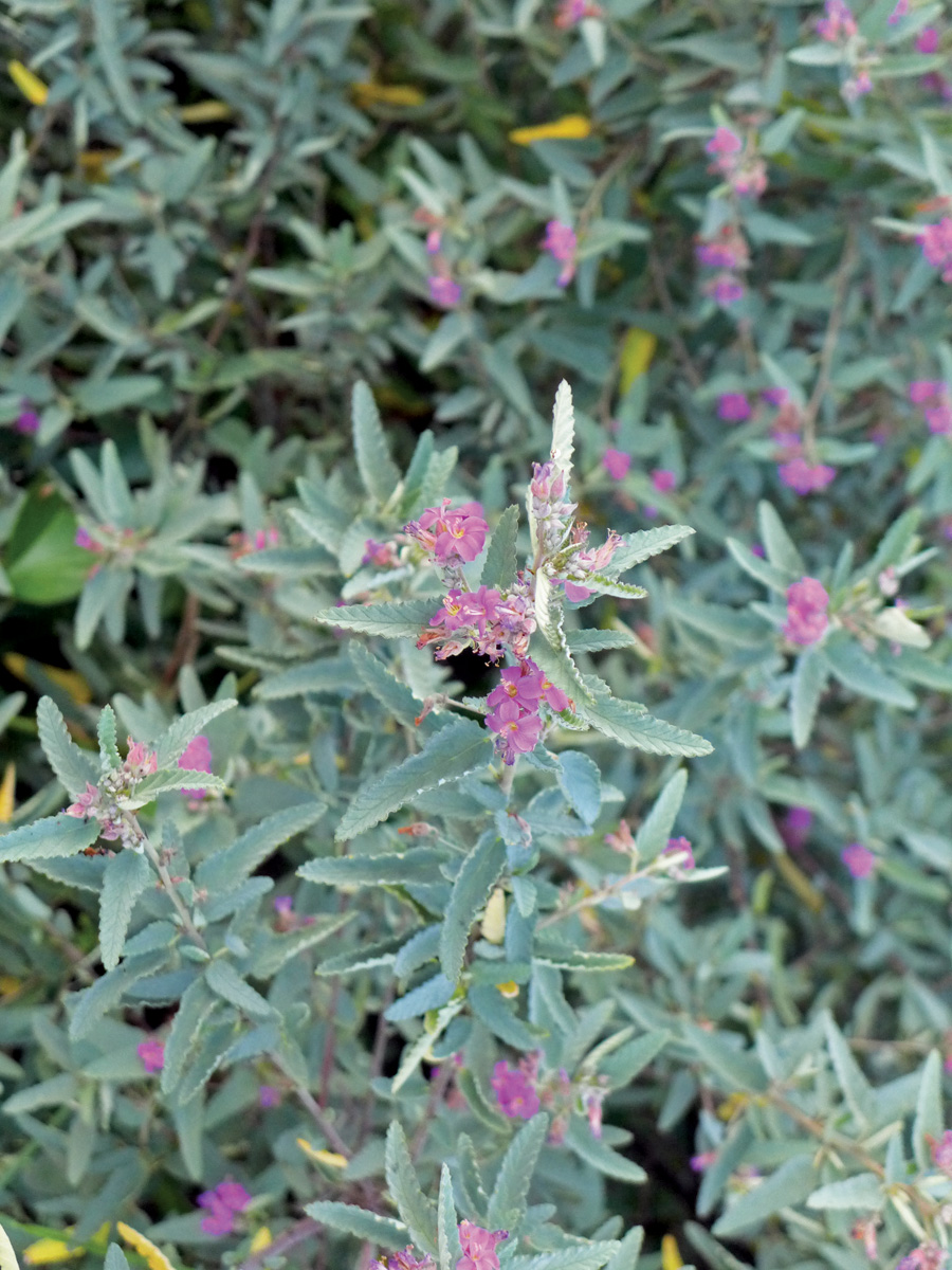 Pyramid bush