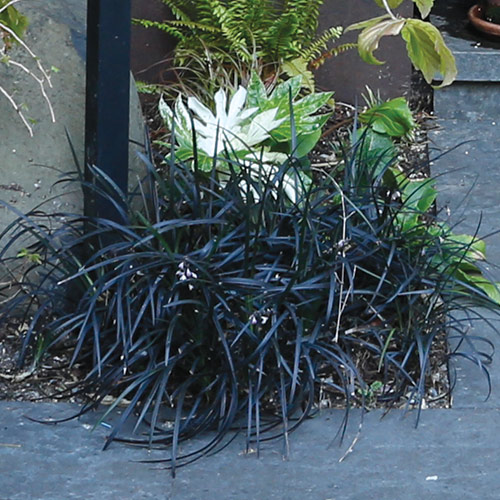 'Nigrescens' black mondo grass