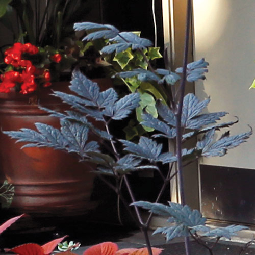 Actaea-simplex-'Brunette' foliage 