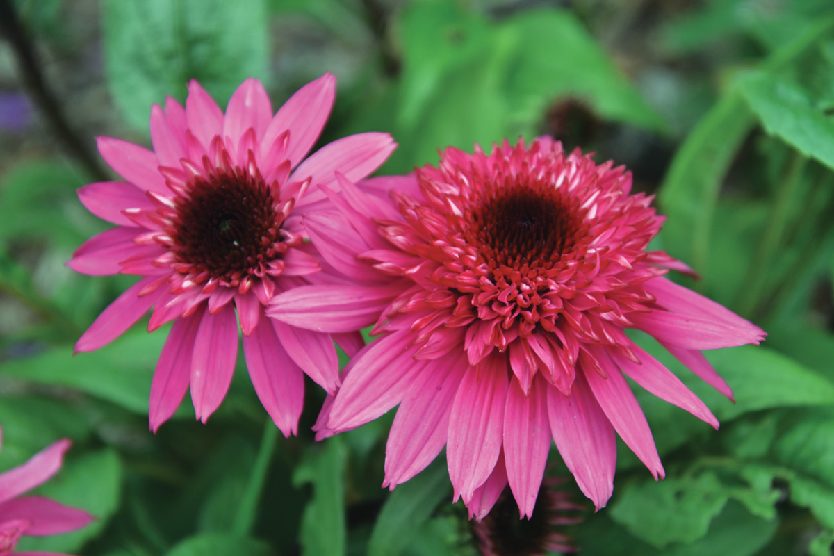 ‘Giddy Pink’ coneflower