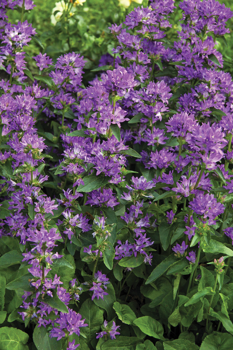 ‘Freya’ clustered bellflower