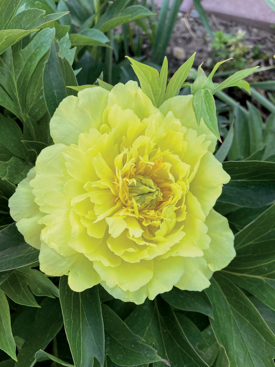 ‘Amy Jo’ Itoh peony
