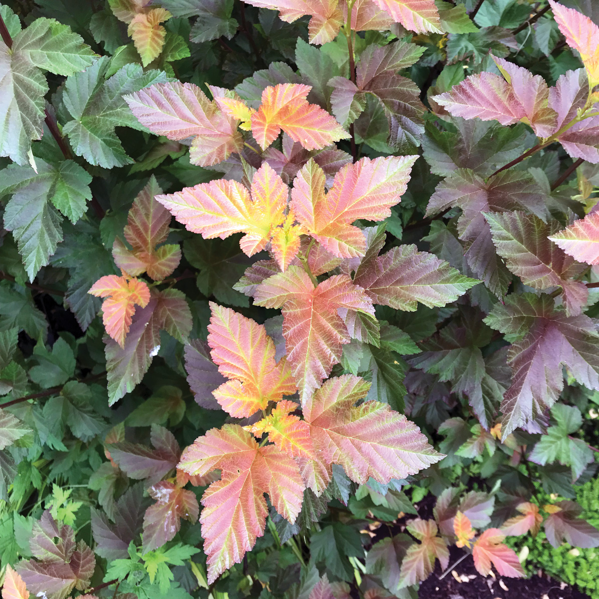 Amber Jubilee ninebark