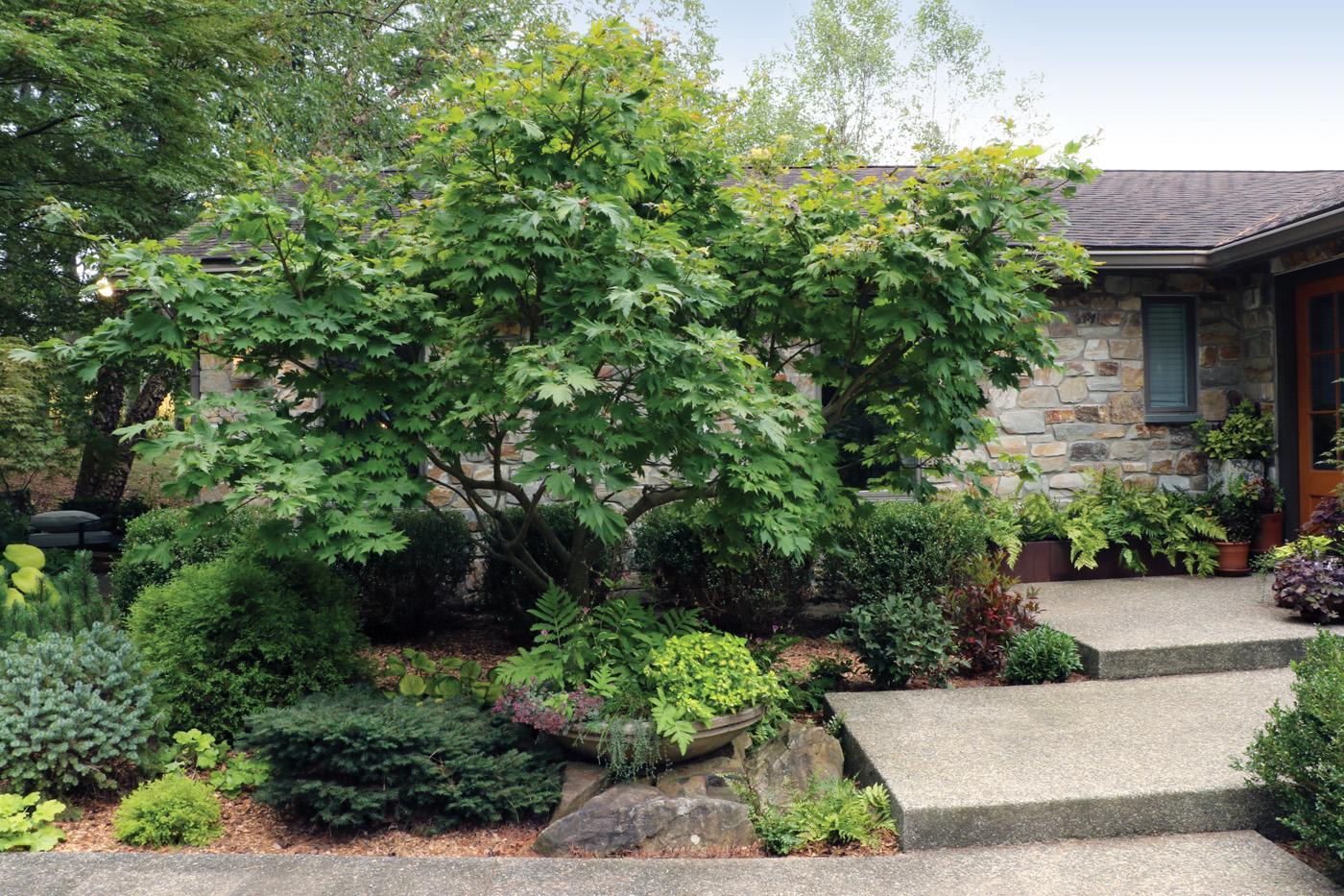Tuckman front Japanese maple