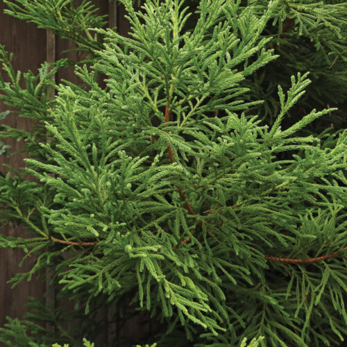 'Black Dragon' Japanese cedar 